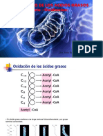 Tema 6 Metabolismo de Los Lipidos