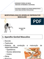 Morfologia do aparelho reprodutor masculino de cães e gatos