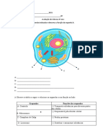 Prova 6 Ano Ciências Células