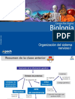 Organización-del-sistema-nervioso-biologia