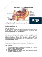 Alat Reproduksi Pria Berfungsi Untuk Menghasilkan Sel Kelamin Pria Yakni Sperma