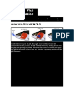 Fish Respiratory System Explained | PDF | Gill | Respiratory System