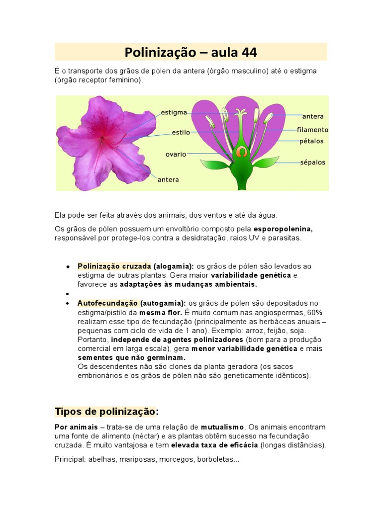 Polinização e fecundação nas espermatófitas