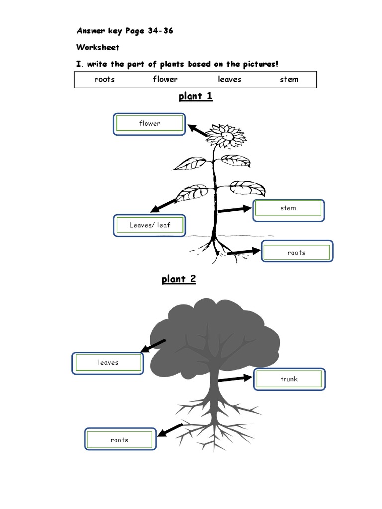Answer Key Unit 6-7 | PDF | Leaf | Flowers