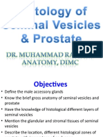 Histology of Seminal Vesicles & Prostate