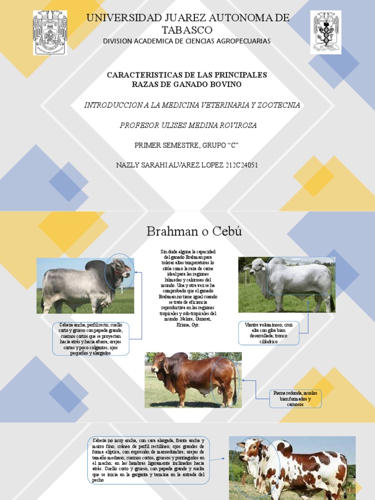 Caracteristicas de Las Principales Razas de Ganado Cebu | PDF | Zoología