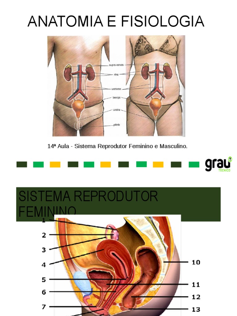 14 Aula - Sistema Reprodutor Feminino e Masculino | PDF | Sistema  reprodutivo | Vagina, image size:768x1024