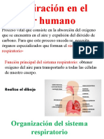 Apuntes Sistema Respiratorios