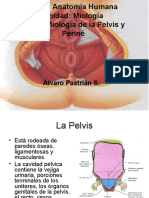 Miología Pelvis y Periné
