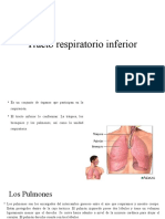 Sistema Respiratorio