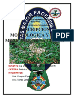Monografia Botanica Chilca