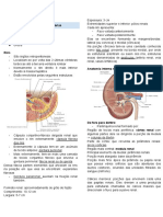 Anatomia Das Vias Urinárias