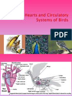 Vertebrates Circulatory System #2