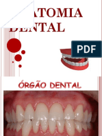 Anatomia Dental