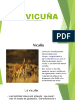 La Vicuña