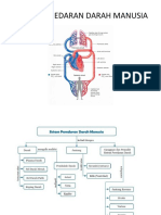 Sistem Peredaran Darah Manusia SMP Kelas 8