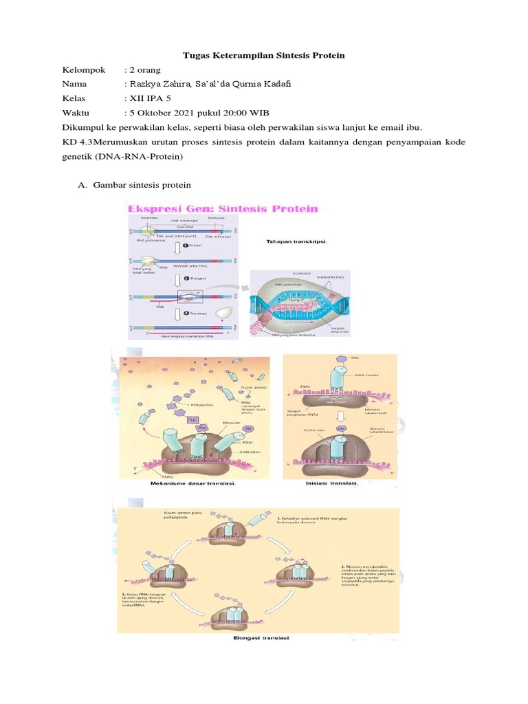 Kelompok 18 - Tugas Keterampilan Sintesis Protein | PDF