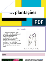 Plantas Presentacion