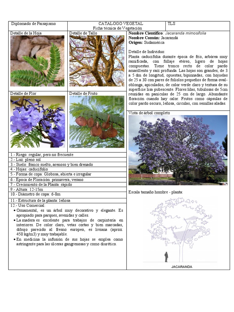 Ficha Técnica de Jacaranda Mimosifolia | PDF | Organismos | Plantas