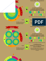 Meiosis