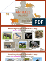 Animals Breathing Organs | PDF