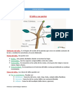 Tema 2 - El Tallo y Sus Partes