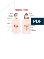 Example of Endocrine System