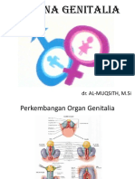 Sistem Genitalia (Anat, Vaskularisasi, Inervasi)(1)