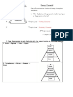 Energy Pyramid Worksheet MTI