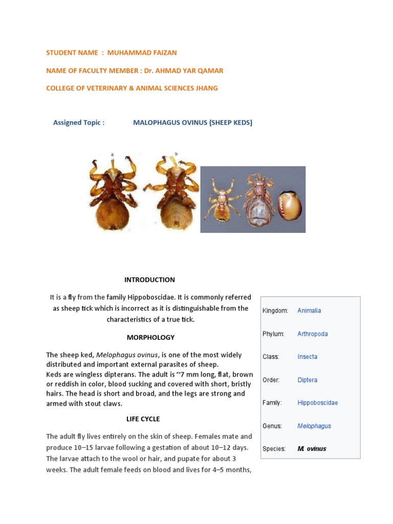Understanding Sheep Keds (Melophagus ovinus) | PDF | Sheep