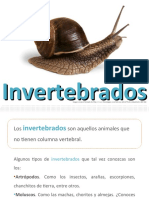 Los Invertebrados