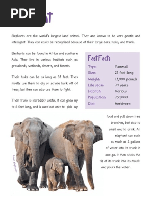 Elephant