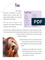 Orange Ape Rainforest Facts