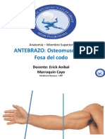 3.- Anatomia antebrazo y fosa del codo