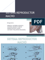 Sistema Reproductor Macho