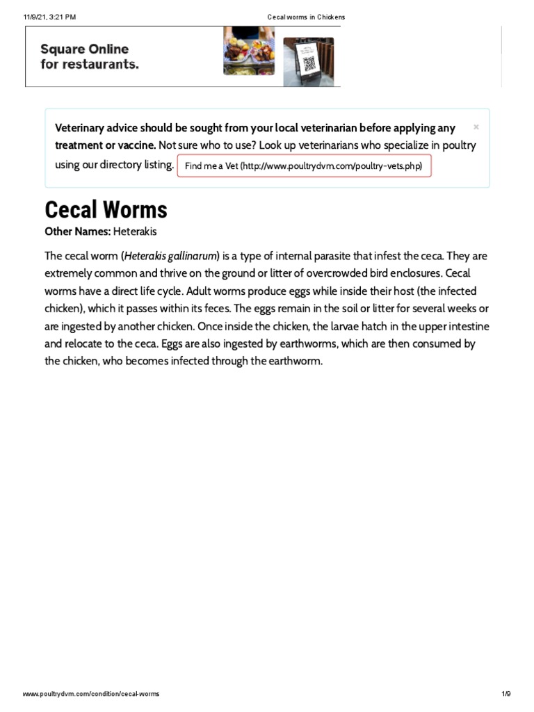 Cecal Worms in Chickens PDF Parasitology Medical Specialties
