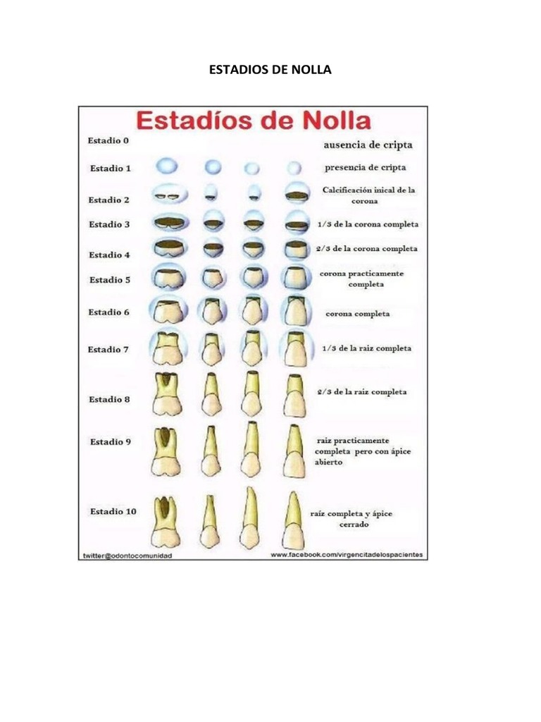Estadios de Nolla: Guía Completa | PDF