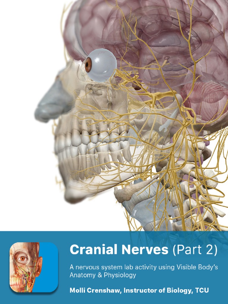 VII and VIII Cranial Nerve Functions | PDF | Organ (Anatomy) | Human ...