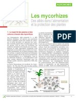 24_Mycorhizes_alimentation_protection_Plantes