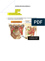 Sem 11 Org Visual Anatomia