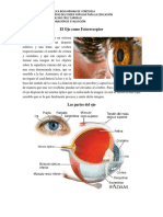 Clase 3 2do Año Lectura El Ojo Como Fotorreceptor