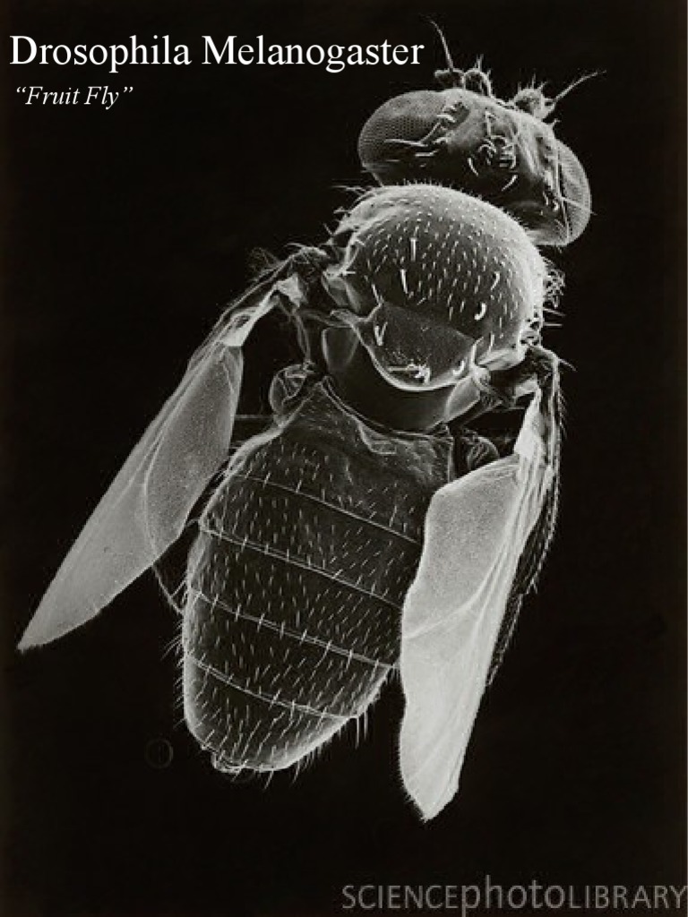 Drosophila Melanogaster | PDF