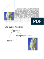 Life Cycle: Rice Bug Egg Nymph Adult