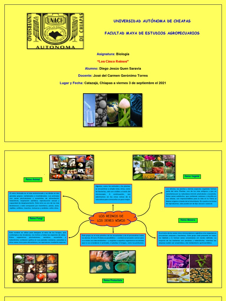 Mapa Mental - Cinco Reinos | PDF | Plantas | Eucariotas
