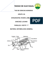 Sistema Reproductor de Los Insectos