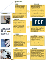 La Mitosis de La Cebolla: Paso 2 Paso 1