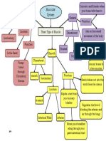 Muscular System Concept Map