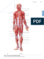 Muscular System Practical