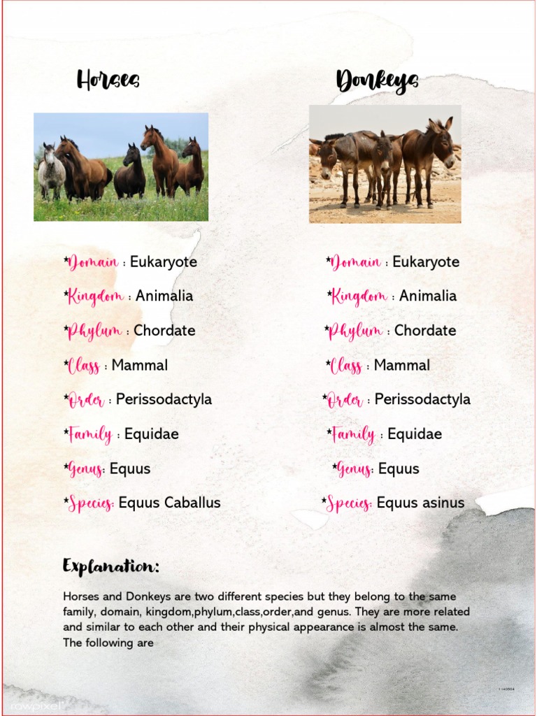 Taxonomy and Binomial Nomenclature PDF Equus (Genus) Cell (Biology)