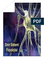 Sinir Sistemi Fizyolojisi